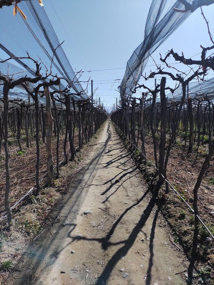 Viñedos mendocinos